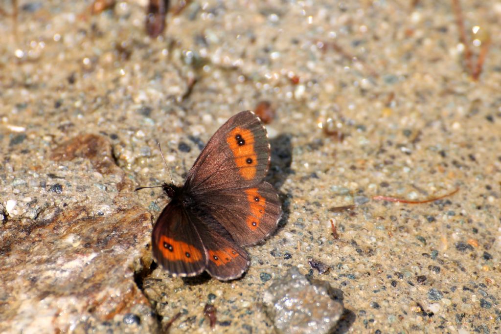 Forse Erebia euryale maschio? S